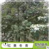 园林基地直销苗木红果冬青 红果冬青树苗 红果冬青山苗