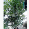 产地直销竹柏盆景 绿化树