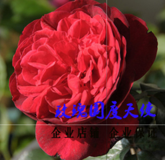 欧月藤本月季玫瑰国度天使 爬藤植物蔷薇花苗 庭院阳台花卉盆栽