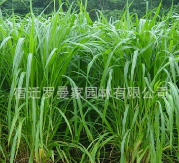 高产高蛋白牧草种子 皇竹草种子 新型黄竹草种子
