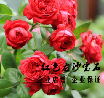 现货欧月 红/粉色龙沙宝石 红/粉龙藤本月季红龙花卉带花苞发货