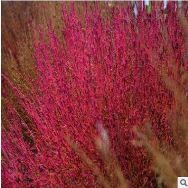 花卉种子 红叶地肤种子 绿叶地肤 易种花草种子 花种子 观叶植物