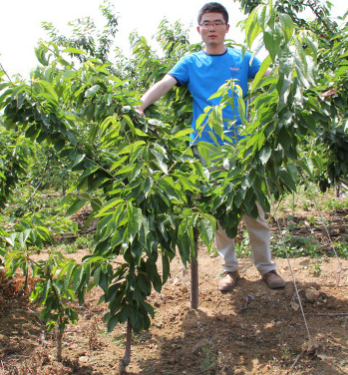 车厘子大树直销 5厘米车厘子树 高产果大 品种车厘子育苗基地