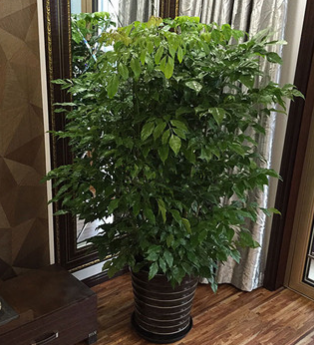 绿宝幸福树盆栽大型室内观叶植物客厅办公室绿植盆景批发不含盆