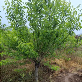 梅花苗 红绿梅白梅苗 造型盆景 素心腊梅树苗植物庭院盆栽