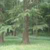 水杉苗水杉树苗杉树苗素有活化石之称是一种古老的植物绿化杉树苗