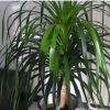 特价出售龙血树盆栽 大型办公室盆栽植物花卉绿植盆景花卉 龙血树
