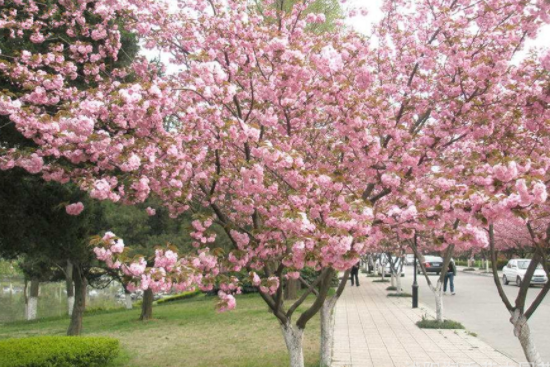 批发日本樱花 工程绿化 高杆樱花树 规格齐全 当年开花