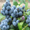 基地批发绿化蓝莓树苗 优质园林景观蓝莓苗 南方果树苗兔眼蓝莓