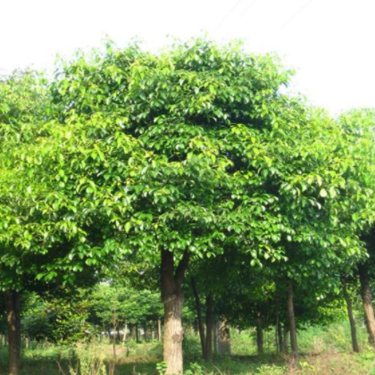 供应 厂家直销 樟树12公分 自产自销 质优价廉