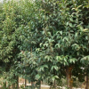 女贞树苗 3-5直径 现货批发热卖园林绿化用大叶女贞 易成活大叶女贞 优质大叶女贞