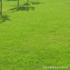 批发绿化草坪草籽结缕草种子 暖季草坪球场护坡日本结缕草草籽