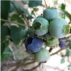 蓝莓苗苗圃现货直销 果实大口感好易成活 量大从优蓝莓苗