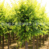 金叶榆树苗批发庭院彩叶植物可盆栽造型金叶榆工程绿化苗木风景树