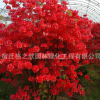映山红批发杜鹃花苗绿化苗木满山红树苗 庭院观赏花卉映山红苗