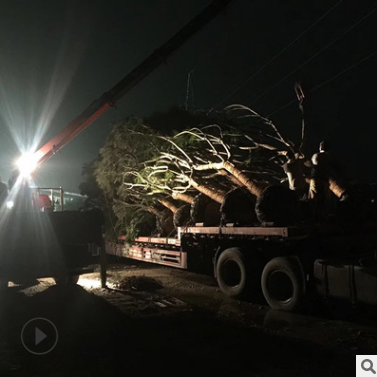 基地直销供应蓝花楹绿化工程成活率高 行道树风景树绿化树苗批发