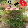 基地直销红天竹 南天竹 天竹 矢竹 易成活 规格齐全量大从优