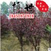 低价批发紫叶桃树苗 紫叶碧桃小苗 园林绿化风景树 规格齐全