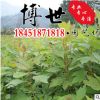 低价批发檫木 檫木苗 绿化工程苗木 易成活 规格齐全 量大从优