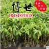 低价批发 奇楠沉香树苗 名贵药材苗 规格齐全 奇楠沉香 量大从优