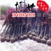 低价批发红枫苗 绿化苗木 红枫树苗 红颜枫 规格齐全量大从优