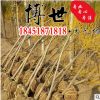 产地直销黄金槐苗 金枝槐树苗 丛生高杆黄金槐 量大从优易成活