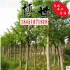 基地直销朴树 可移栽朴树 规格齐全 源头品质 朴树小苗量大从优