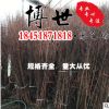 低价批发水杉 水杉树 货源充足 水杉苗 量大从优 供应绿化工程