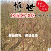 低价直销榆叶梅 榆叶梅树苗规格齐全 耐寒耐冻榆叶梅苗 量大从优