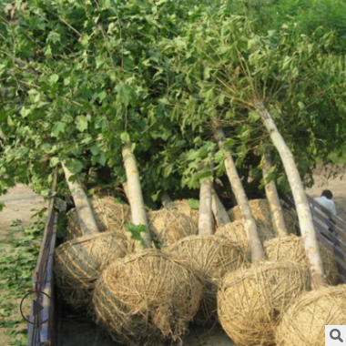 现供应大量法桐树苗 常绿系可用于绿化工程 易成活法桐树