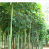 供应各种工程苗木 花卉 基地直销 优质 青桐树 梧桐树