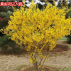 庭院观花绿植 连翘花苗 黄金连翘苗木 黄**苗 绿化工程用苗