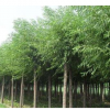 菏泽优质苗木销售