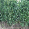 供应易成活北海道黄杨 庭院绿化种植优质北海道黄杨 价格优惠