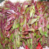红油香椿苗现货供应 价格优惠红油香椿苗 品种纯正红油香椿苗