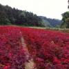 基地供应美国红点红枫绿化苗盆载苗 适合南北方生存红点红枫