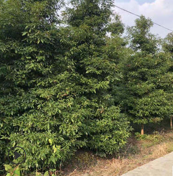 成都金丝楠木供应基地 风景树庭院植物量大价优 名贵苗木金丝楠木