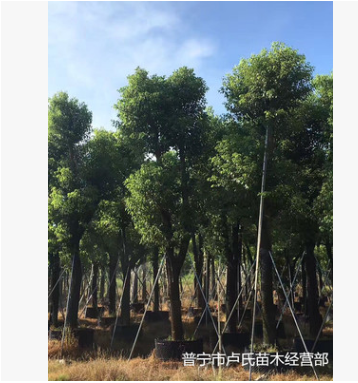 供应地苗袋苗骨架香樟树木本地自家种植销售园林绿化工程