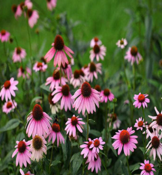 批发优质地被花草 松果菊 紫锥花 又名紫松果菊 量大从优