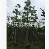 苗木现货（本地木棉）落叶乔木园林绿化行道树袋苗移植苗规格齐全