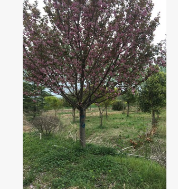 沭阳景苑绿化苗木场常年现货供应各种规格紫薇