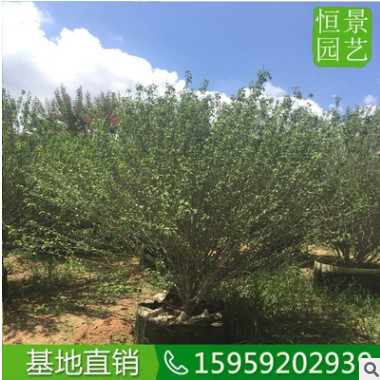 多分枝木槿袋苗移栽苗盆栽 木槿花多饱满造型好看的 木槿树苗供应图3