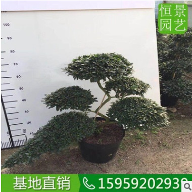 杜鹃高度50厘米 造型落叶灌木绿化工程苗杜鹃 美化环境盆栽映山红 举报图3