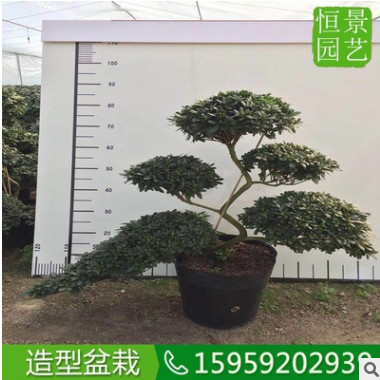 杜鹃高度50厘米 造型落叶灌木绿化工程苗杜鹃 美化环境盆栽映山红 举报图2