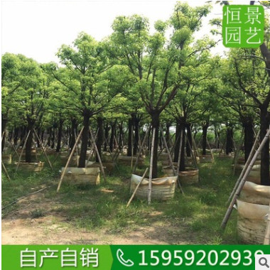 香樟全冠25-28公分行道树假植 截杆香樟多头多杆 骨架香樟移植图3