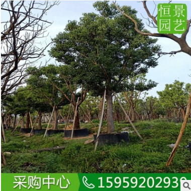 香樟全冠25-28公分行道树假植 截杆香樟多头多杆 骨架香樟移植图2