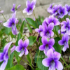 批发优质草本花卉种子 紫花地丁种子 观赏植物 园艺花卉 易种植