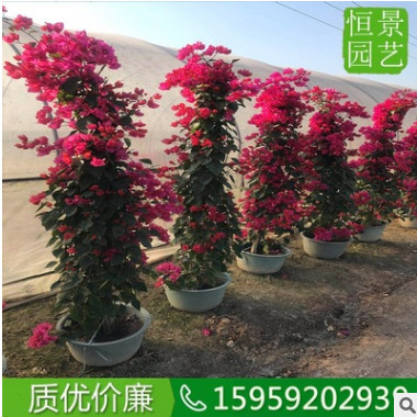 红花三角梅（高度1米5） 造型三角梅 勒杜鹃大苗产地 盆栽三角梅图2