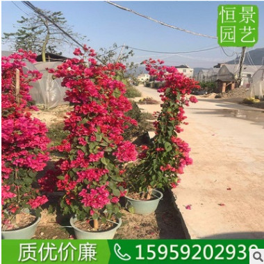 红花三角梅（高度1米5） 造型三角梅 勒杜鹃大苗产地 盆栽三角梅图3