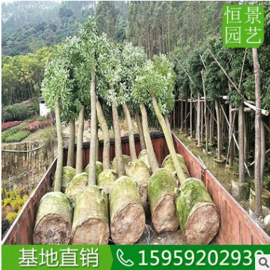 香樟10公分移植香樟假植 基地直销全冠香樟树 批发移栽樟树骨架图2